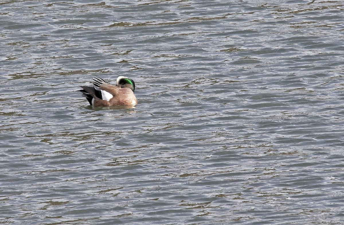 American Wigeon - ML418413971