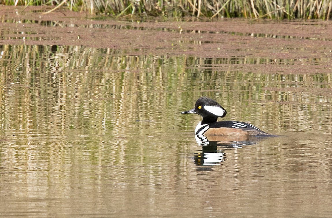 Hooded Merganser - ML418414011