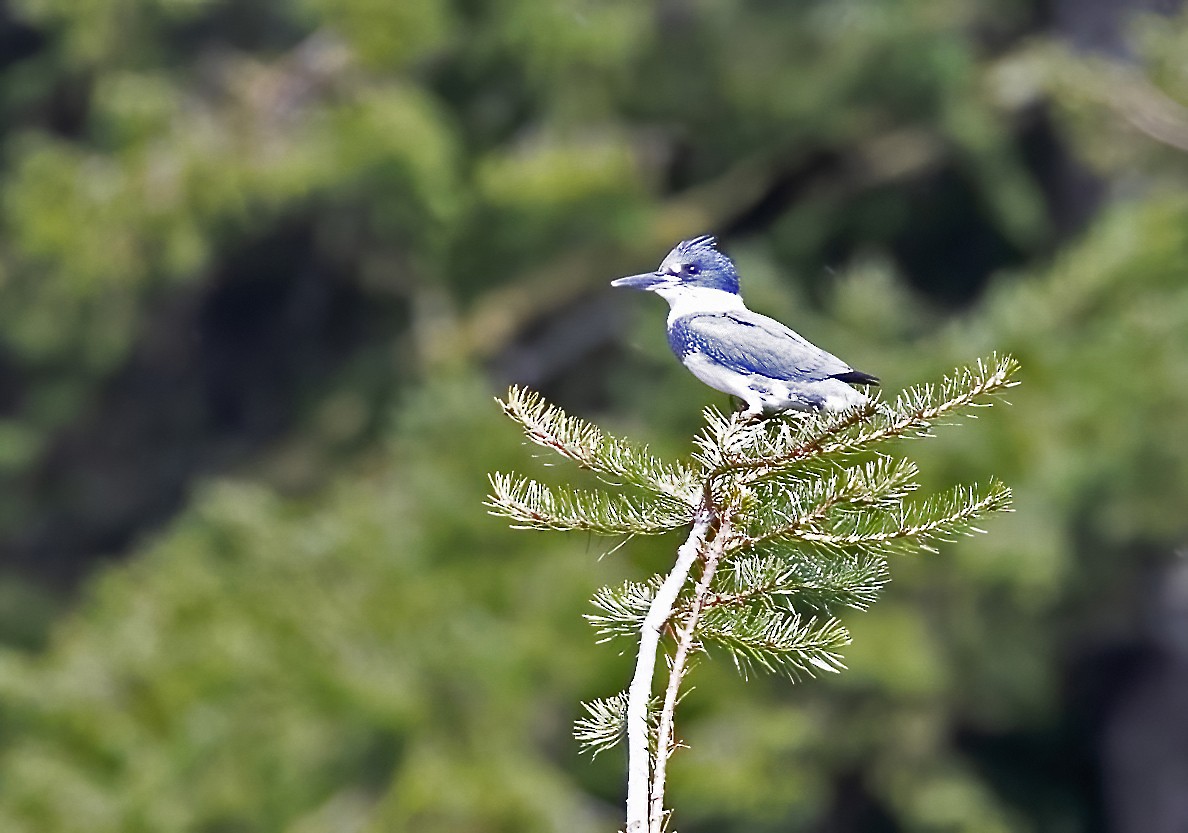 Belted Kingfisher - ML418414091