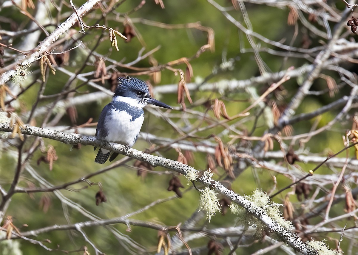 Belted Kingfisher - ML418414101