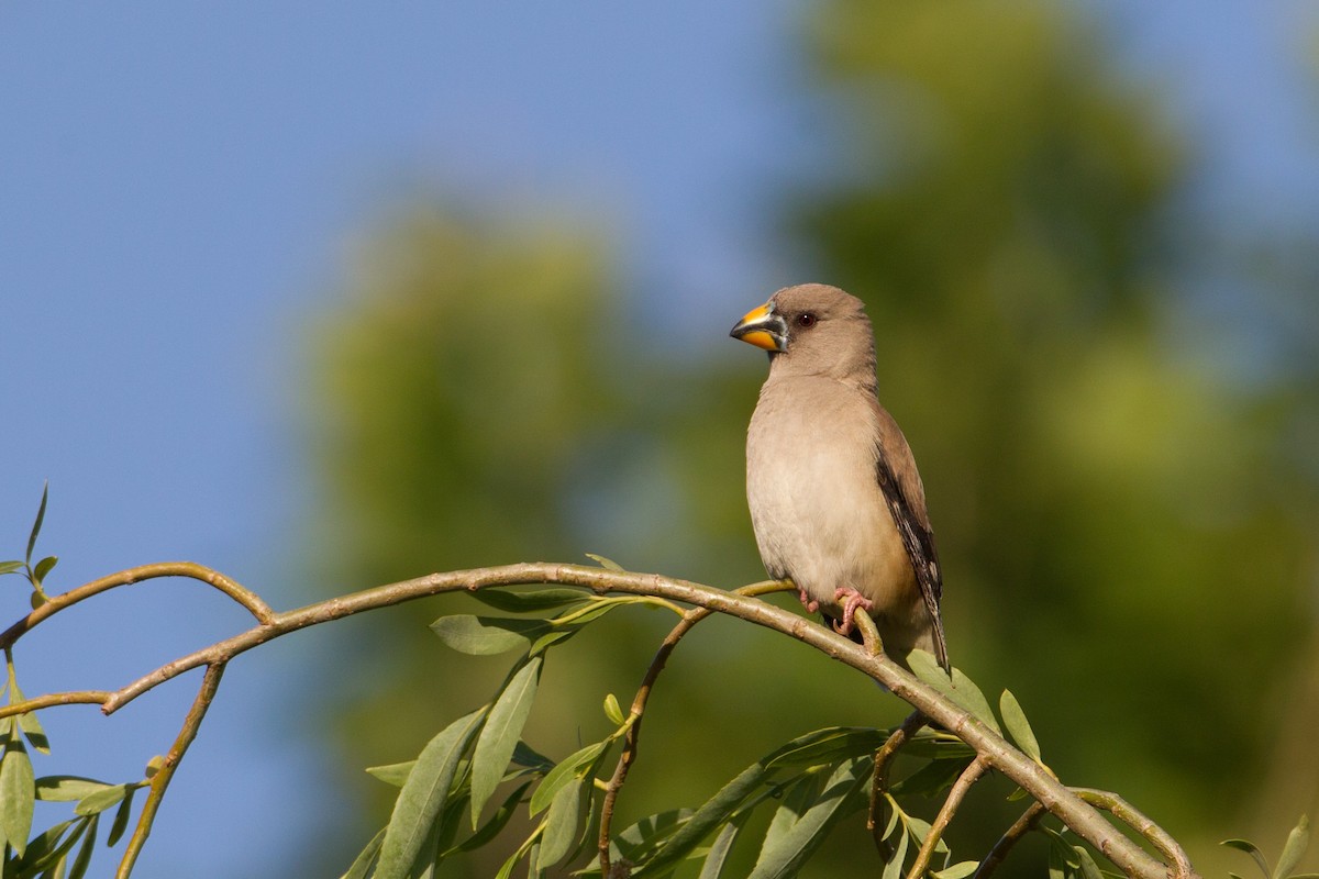 Yellow-billed Grosbeak - ML418414321