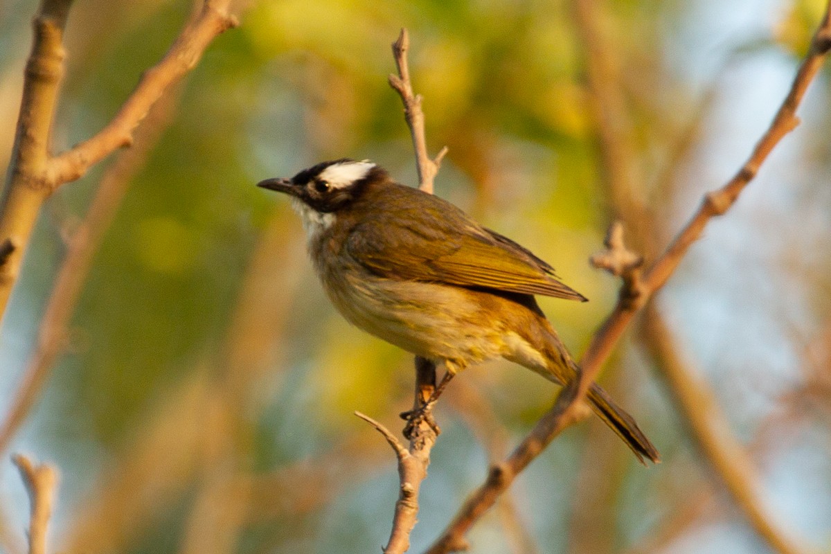 Bulbul de Chine - ML418415101