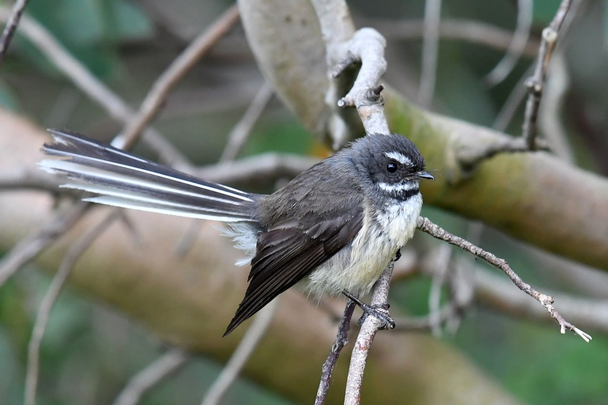 New Zealand Fantail - ML418415951