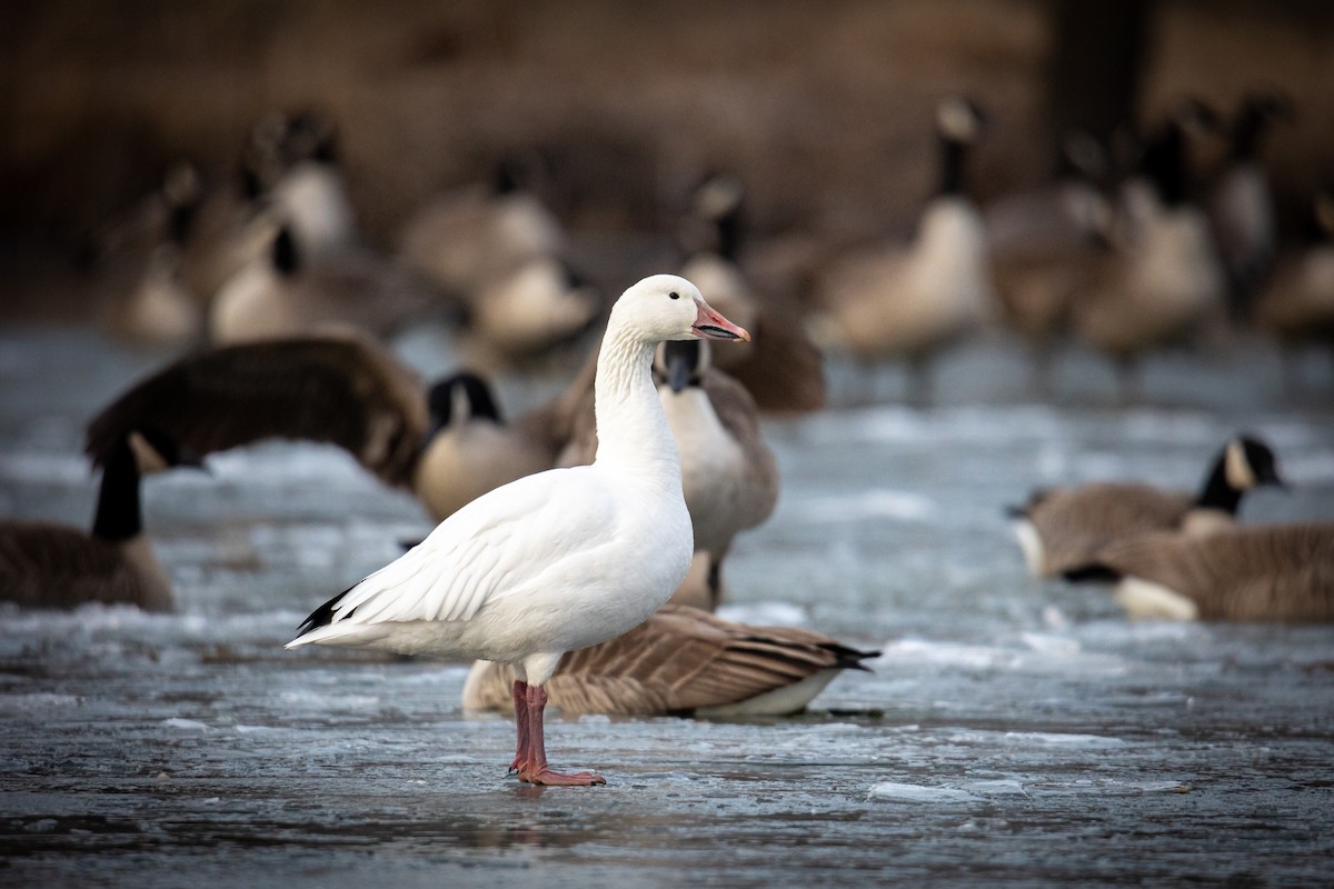 Snow Goose - ML418417771