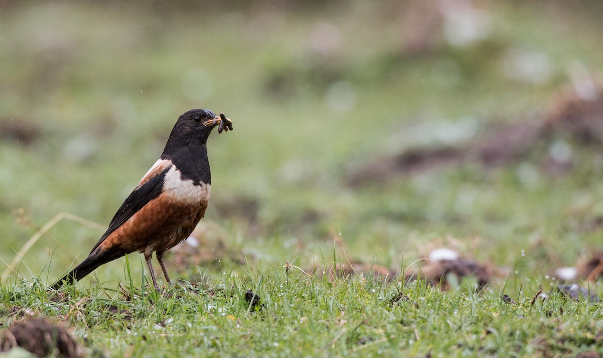 White-backed Thrush - ML41841801