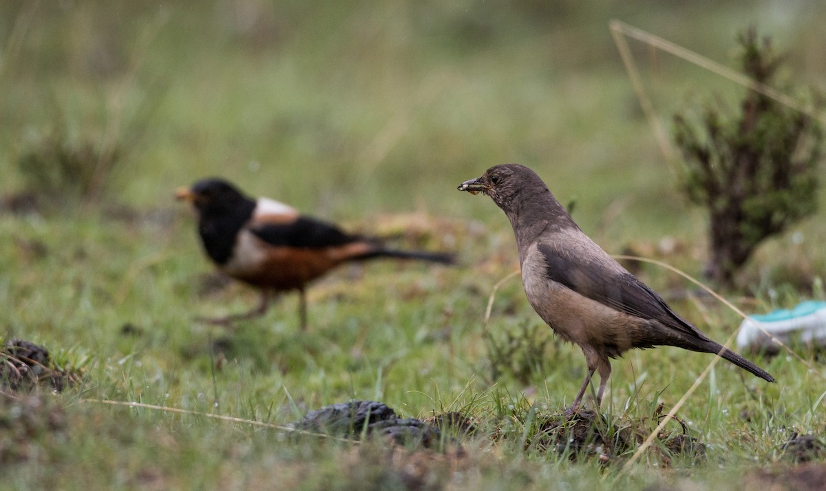 White-backed Thrush - ML41841821