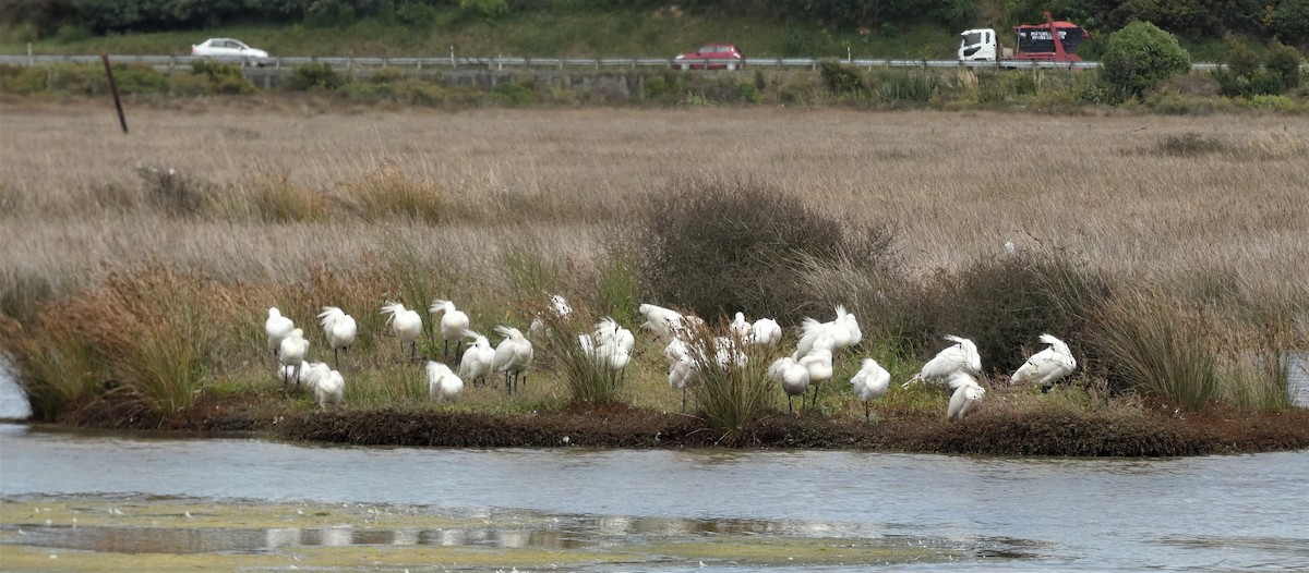 Royal Spoonbill - ML418419061