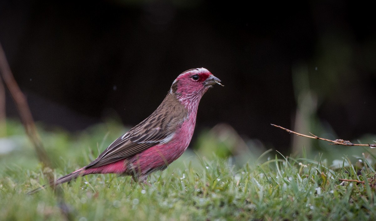 Chinese White-browed Rosefinch - ML41841921