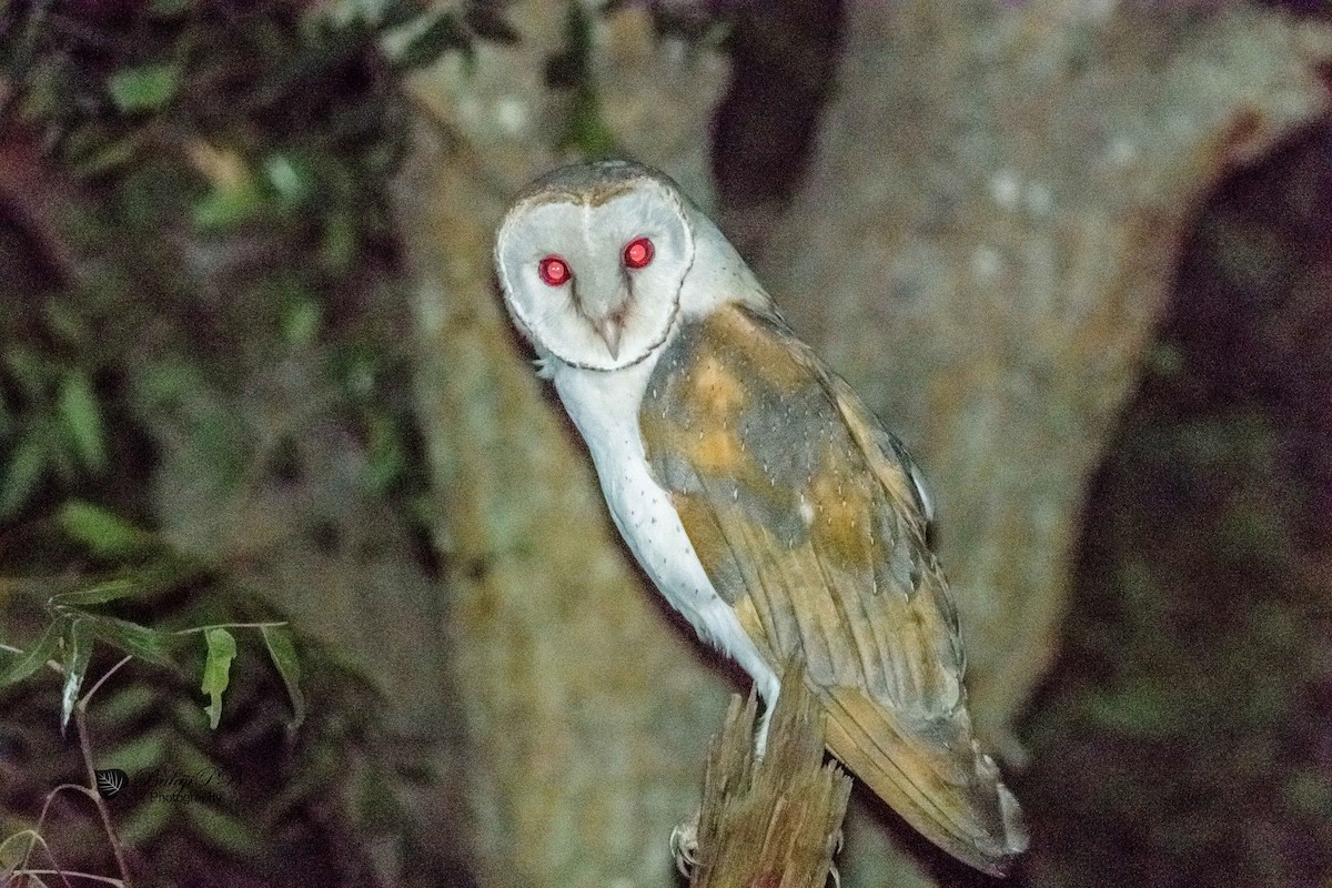 Barn Owl - ML41841941