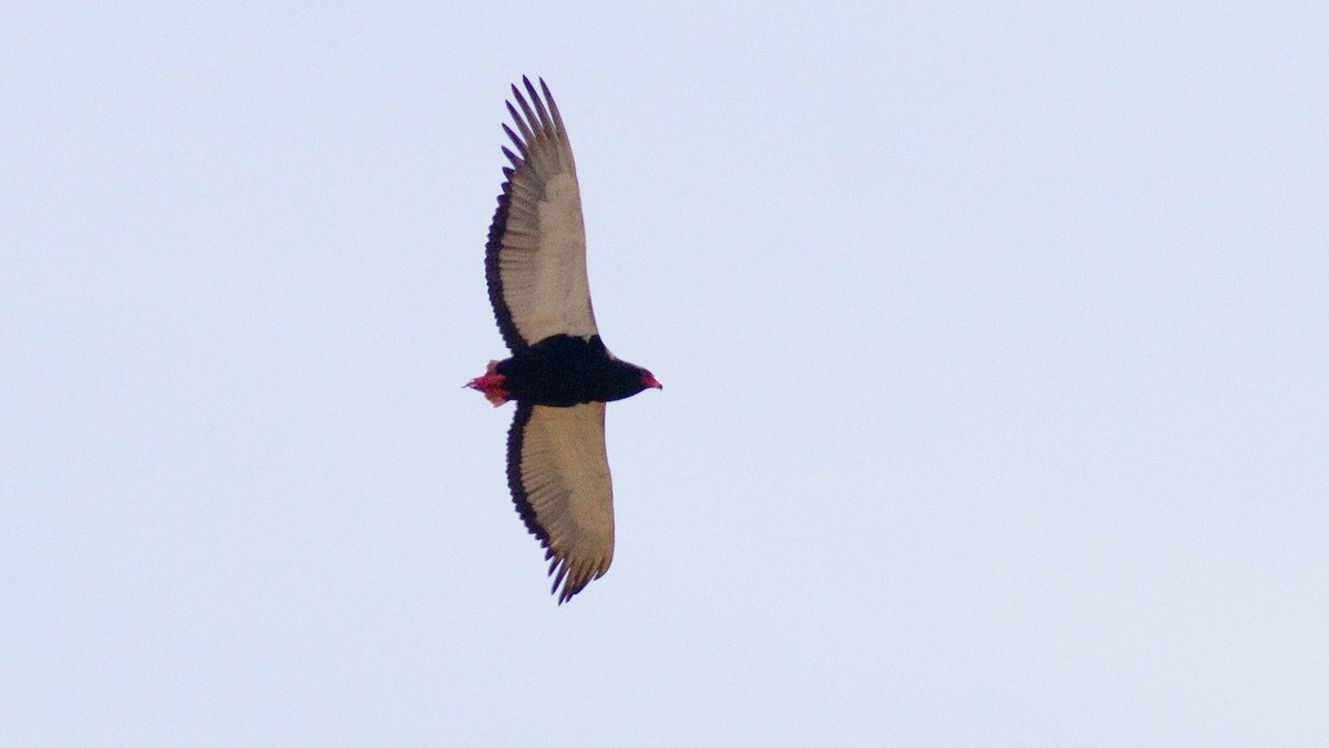 Bateleur des savanes - ML418419661