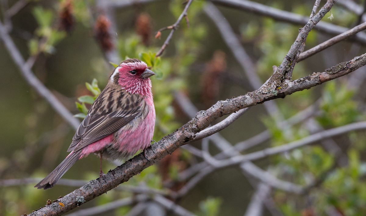 Chinese White-browed Rosefinch - Ian Davies