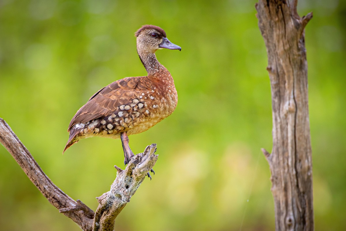 Dendrocygne tacheté - ML418421391