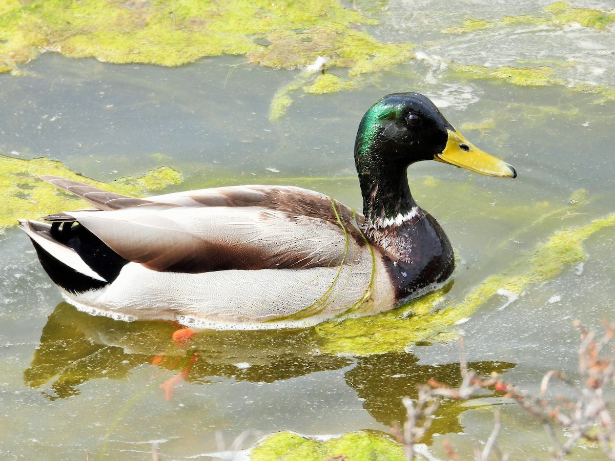 Canard colvert - ML418422101