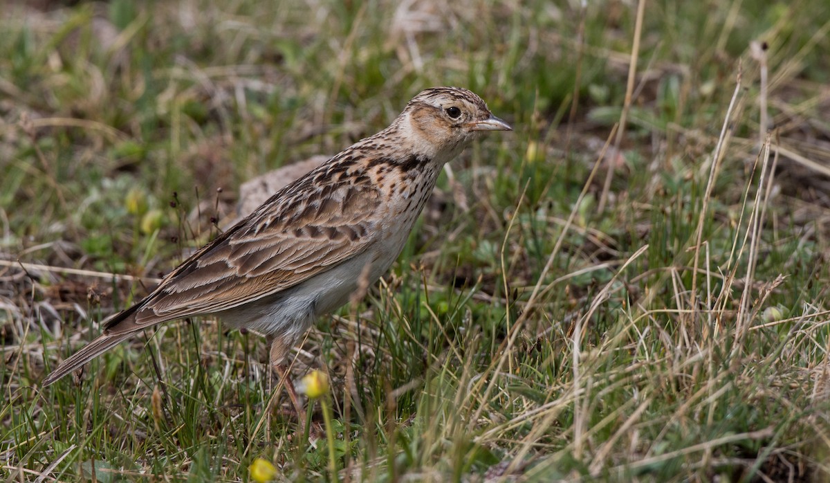 Oriental Skylark - ML41842311