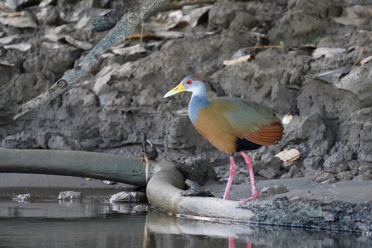 Russet-naped Wood-Rail - Daniel Winzeler