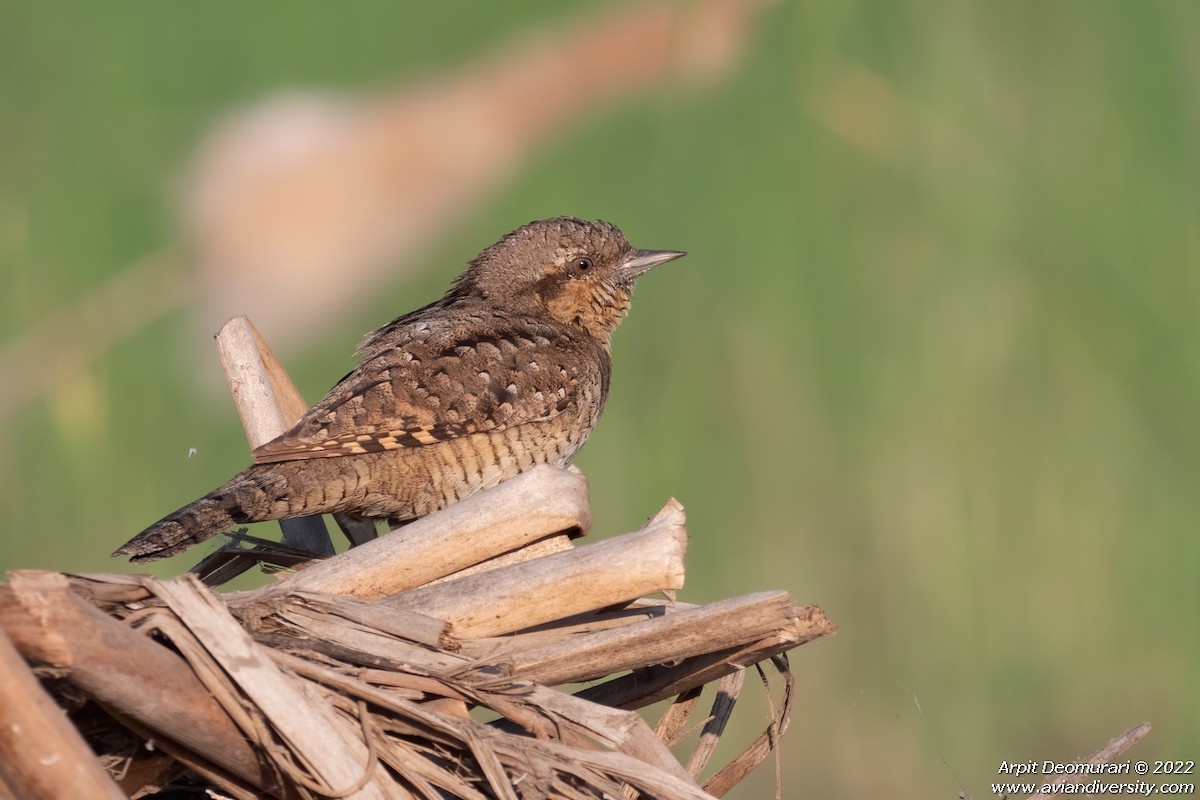 Eurasian Wryneck - Arpit Deomurari