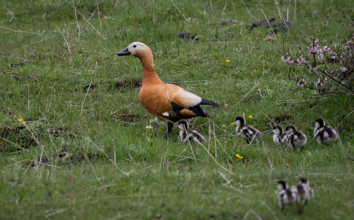 Ruddy Shelduck - ML41842441