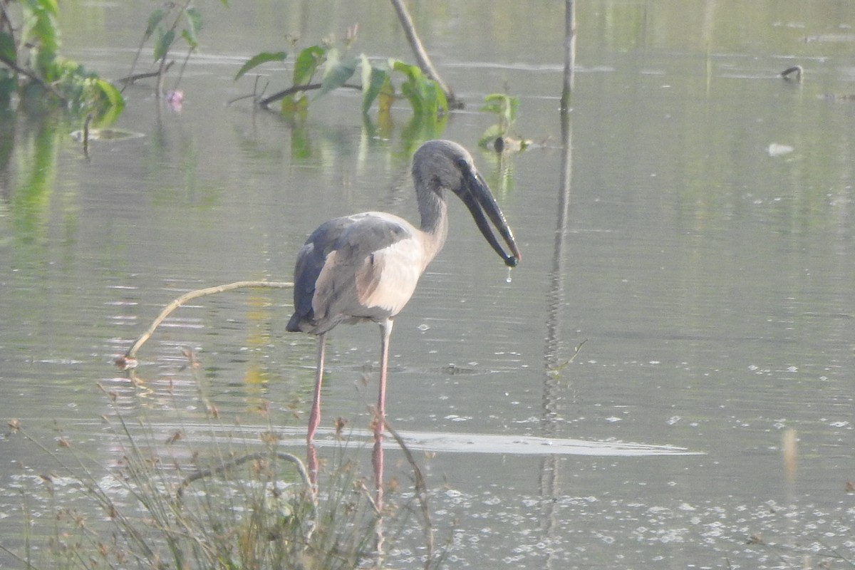 Asian Openbill - ML418426541