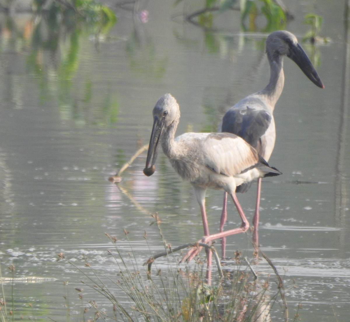 Asian Openbill - ML418426581