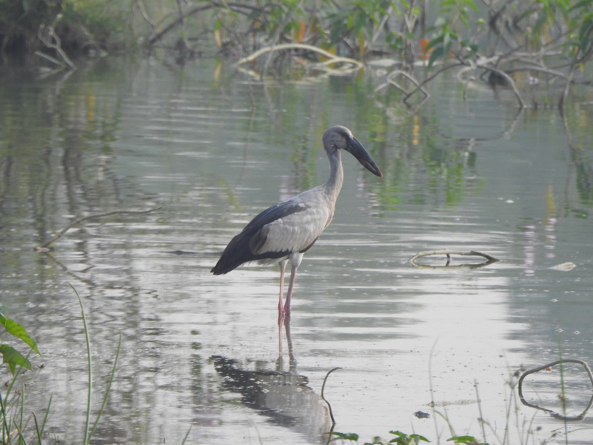 Asian Openbill - ML418427081