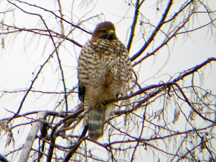 Red-shouldered Hawk - ML41842761