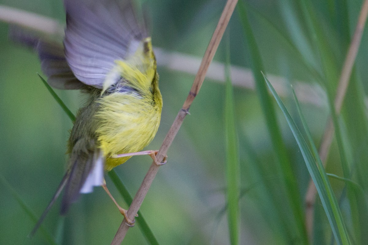 Phylloscopus sp. (Golden-spectacled Warbler complex) - ML418428011