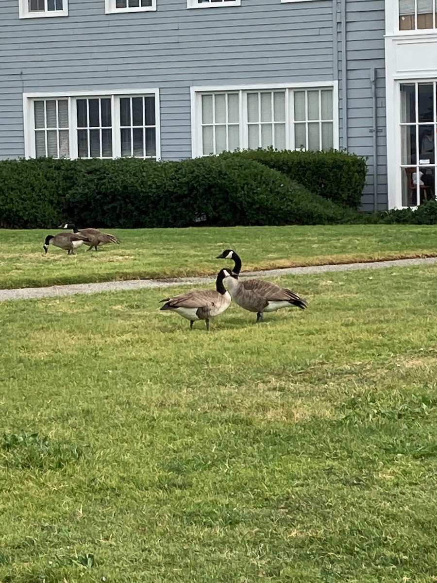 Canada Goose - ML418428481