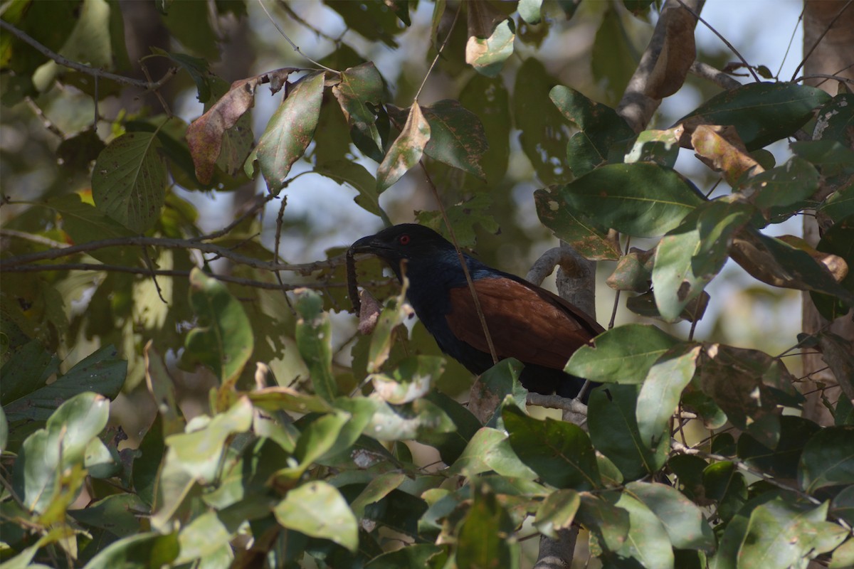 Greater Coucal - ML418428691