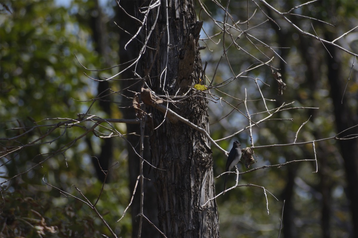 Ak Karınlı Drongo - ML418428761