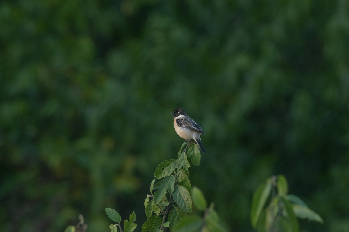 Siberian Stonechat - Parvez Kaleem