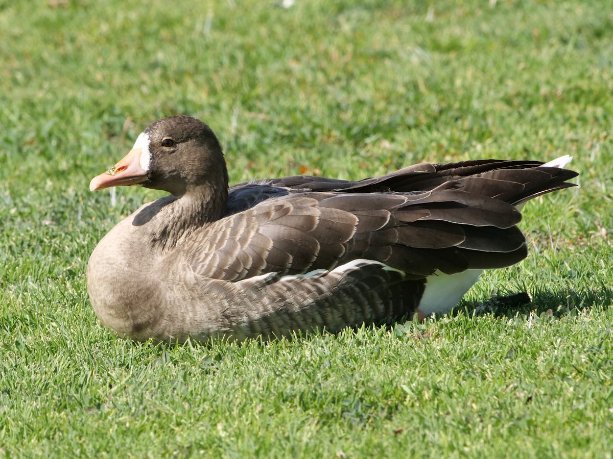 Greater White-fronted Goose - Steve Sosensky