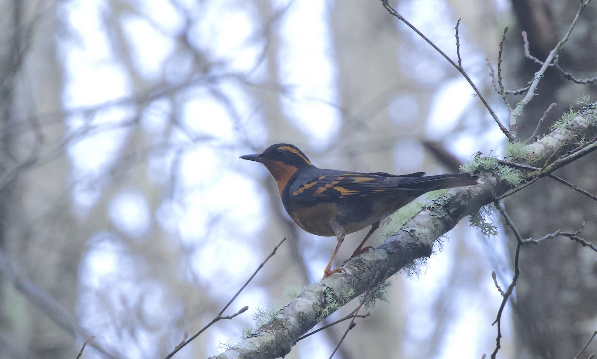 Varied Thrush - ML418429601