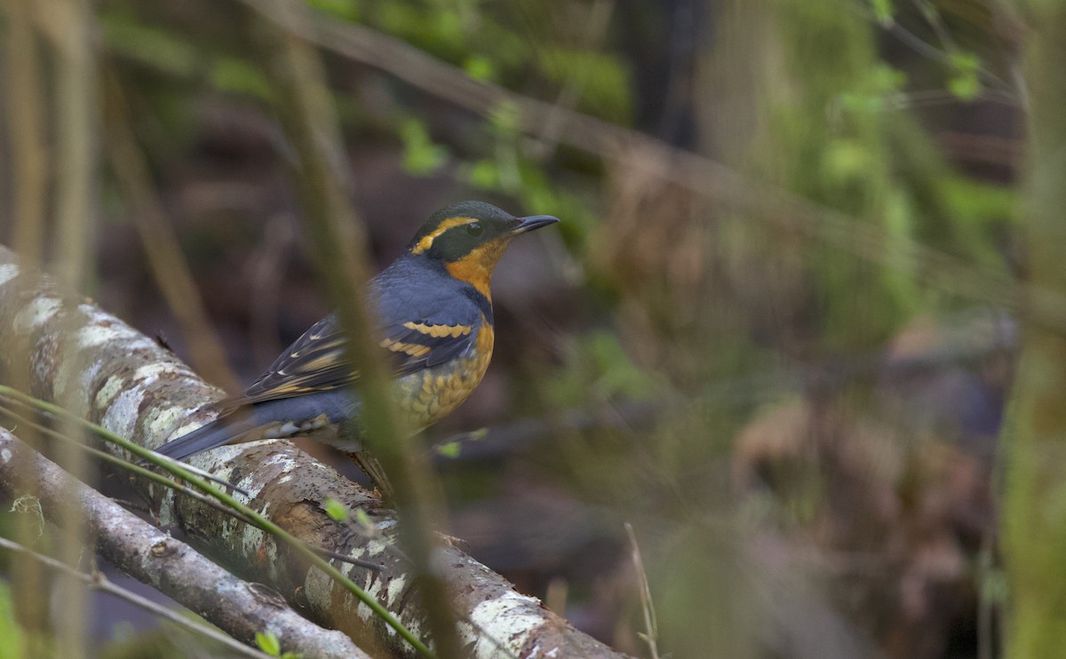 Varied Thrush - ML418429621