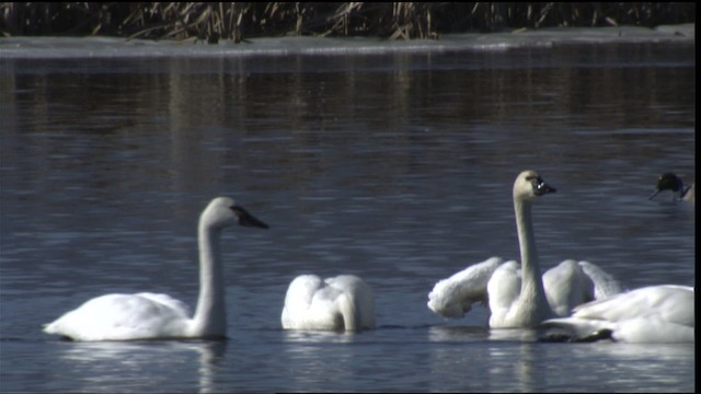 Tundra Swan (Whistling) - ML418430