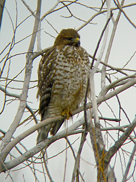 Red-shouldered Hawk - ML41843061