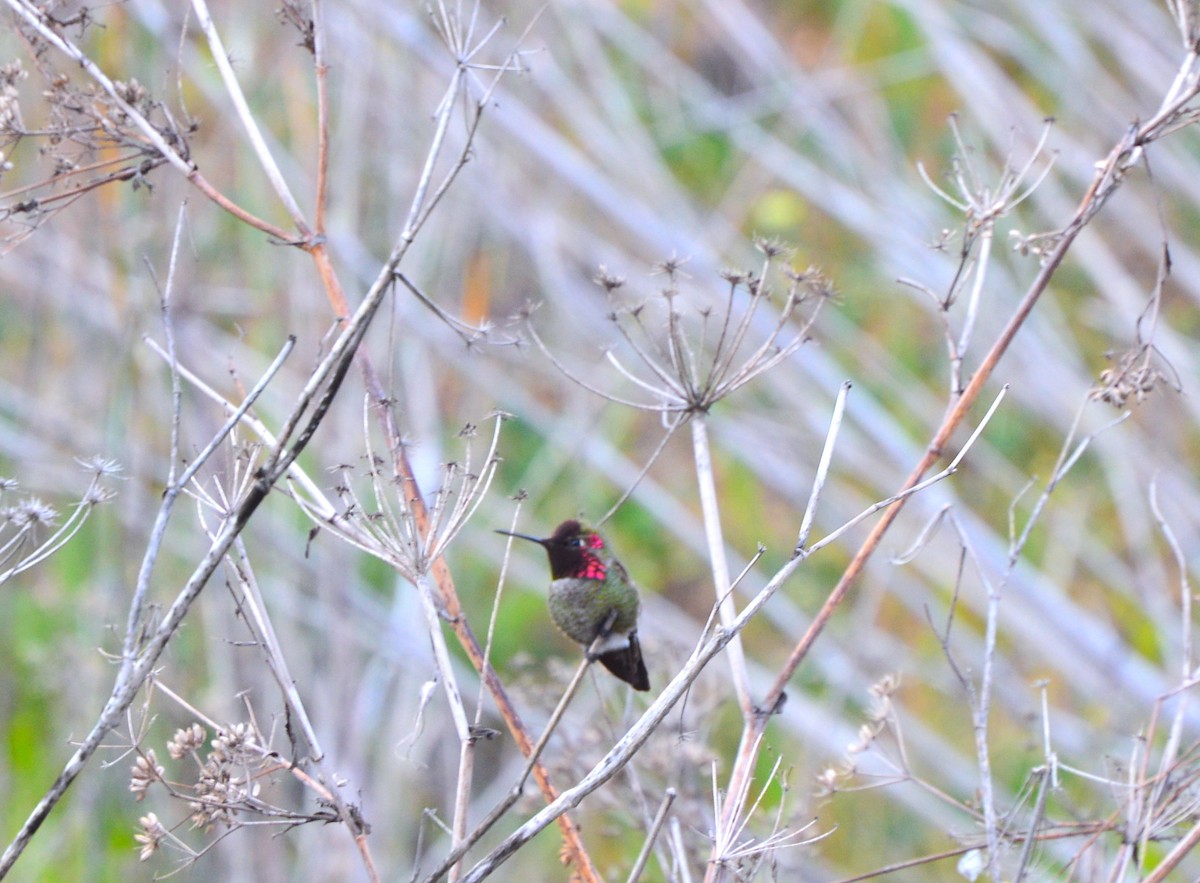 Anna's Hummingbird - ML418430661