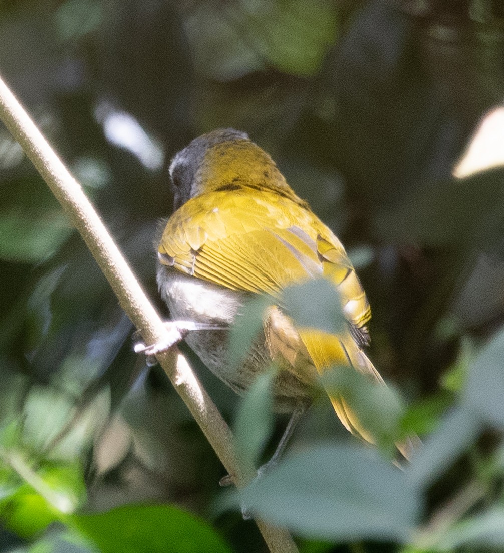 Pepitero sp. (Saltator sp.) - ML418432691