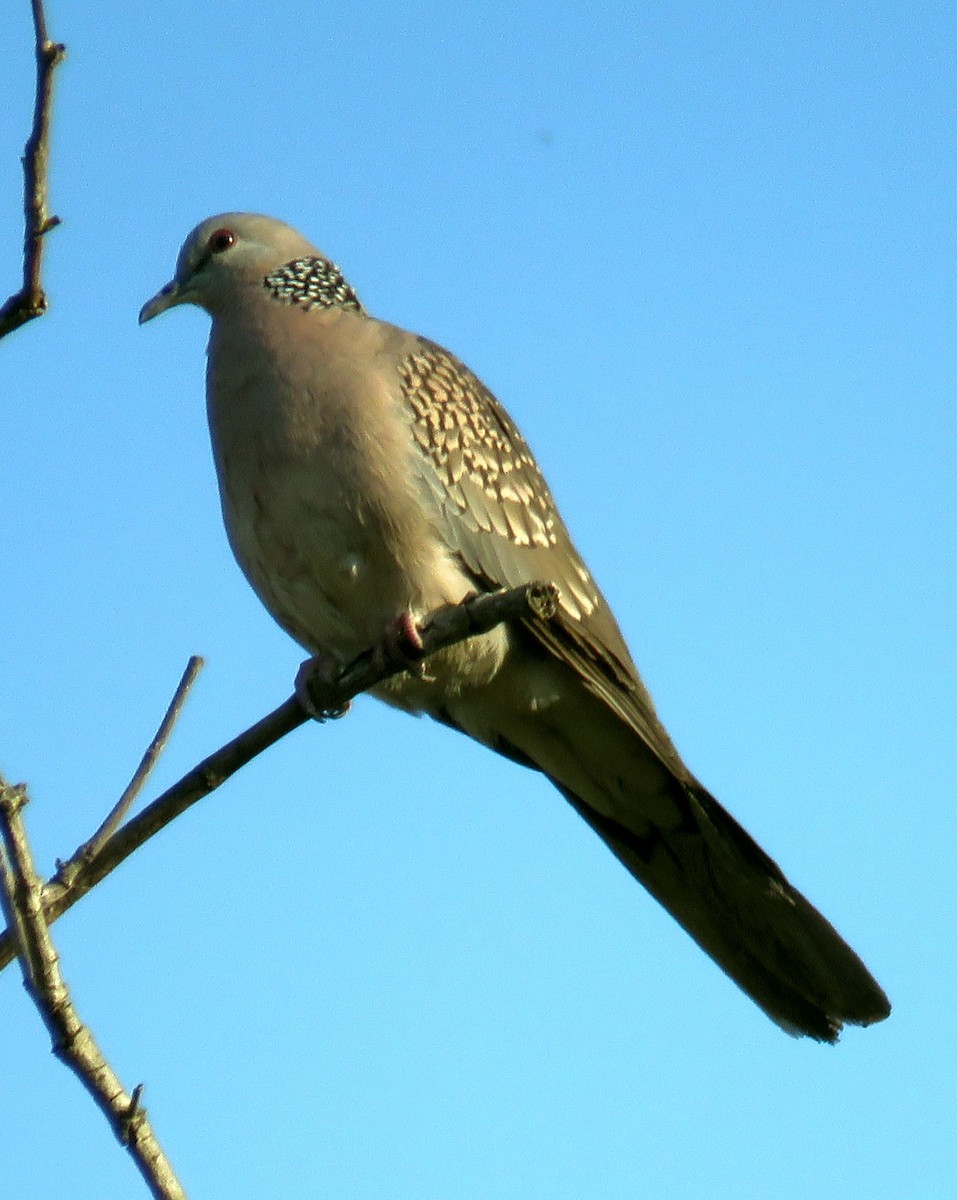 Spotted Dove - ML418436251