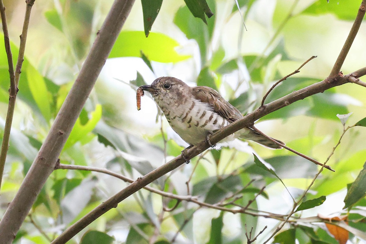 Shining Bronze-Cuckoo - ML418436331