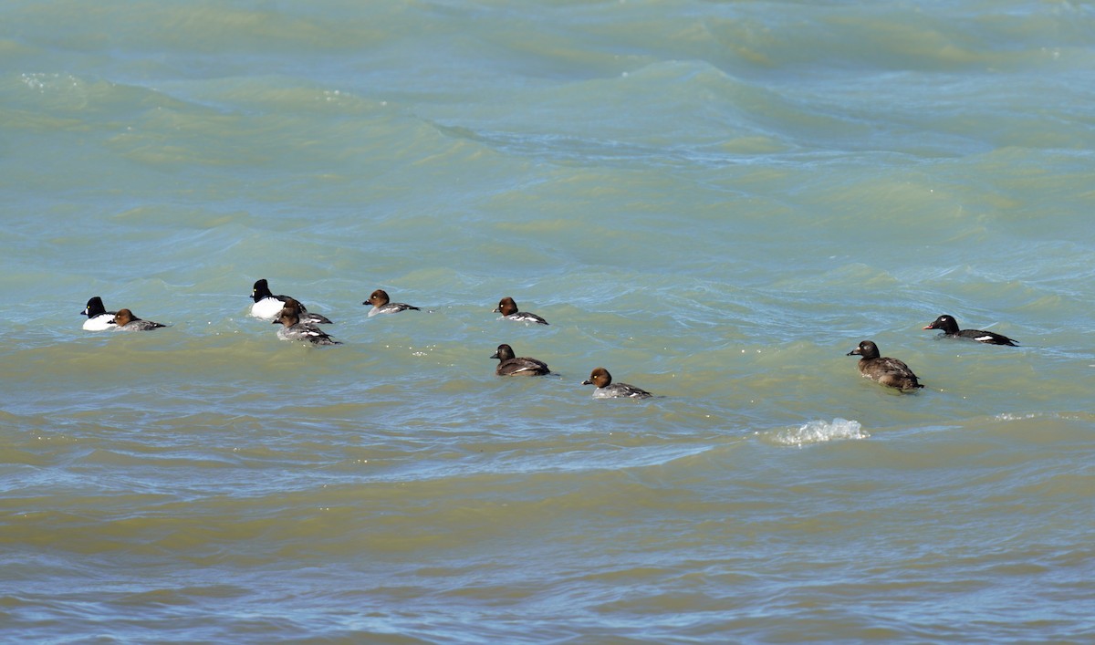 Common Goldeneye - ML418436381