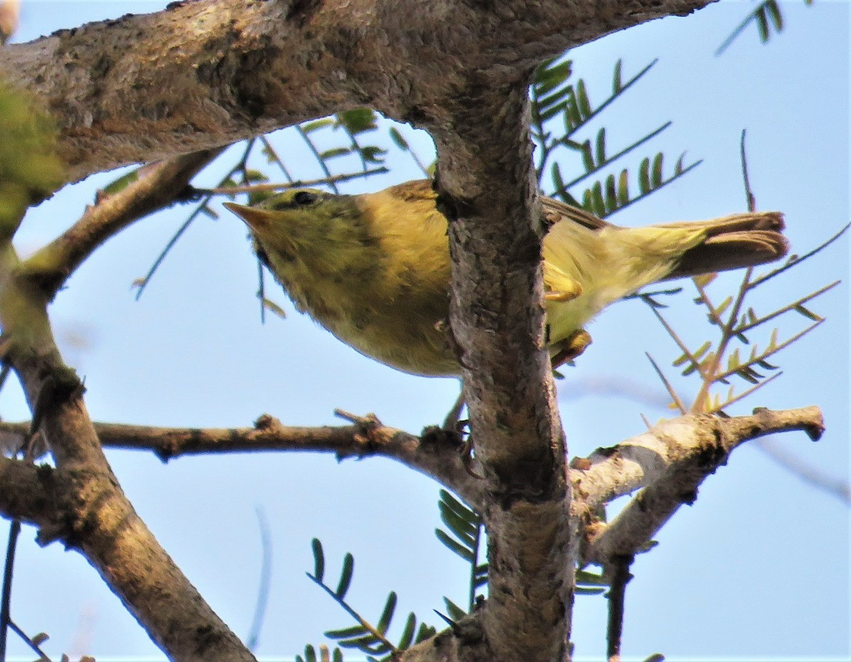 Himalajalaubsänger (affinis/perflavus) - ML418436451