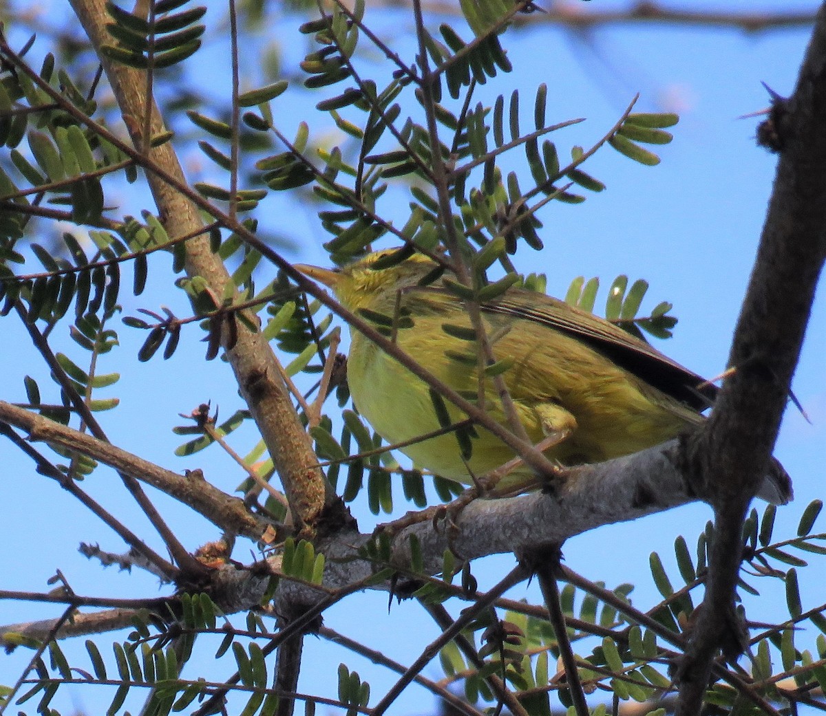 黃腹柳鶯(affinis/perflavus) - ML418436461