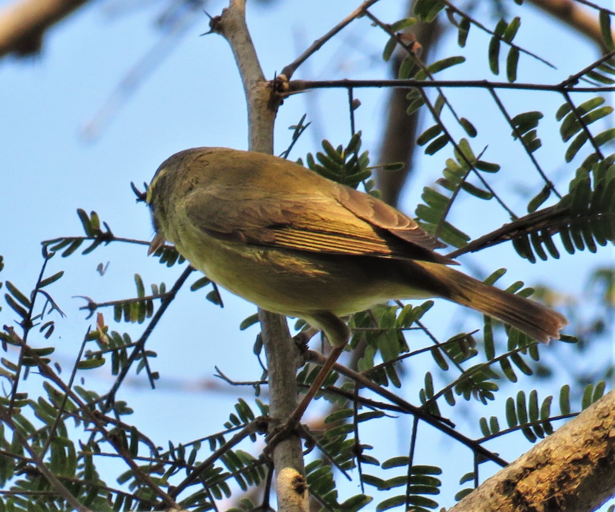 Pouillot de Tickell (affinis/perflavus) - ML418436471