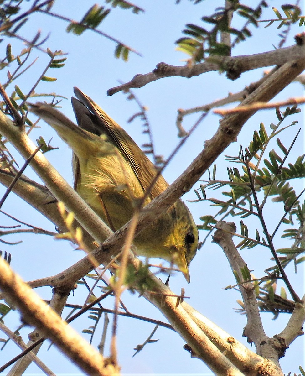 黃腹柳鶯(affinis/perflavus) - ML418436481