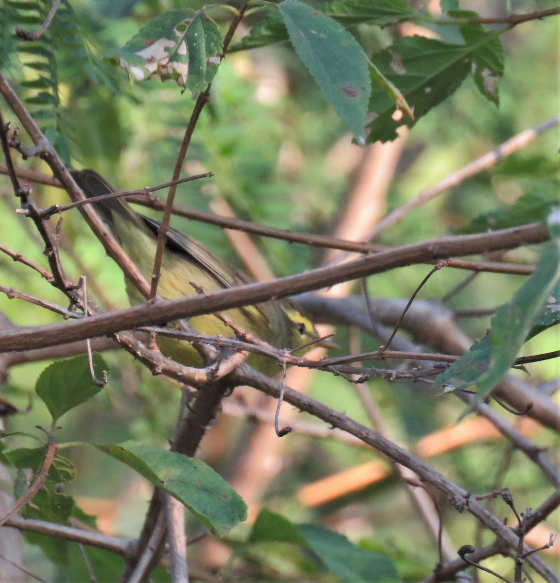 Mosquitero de Tickell - ML418436491