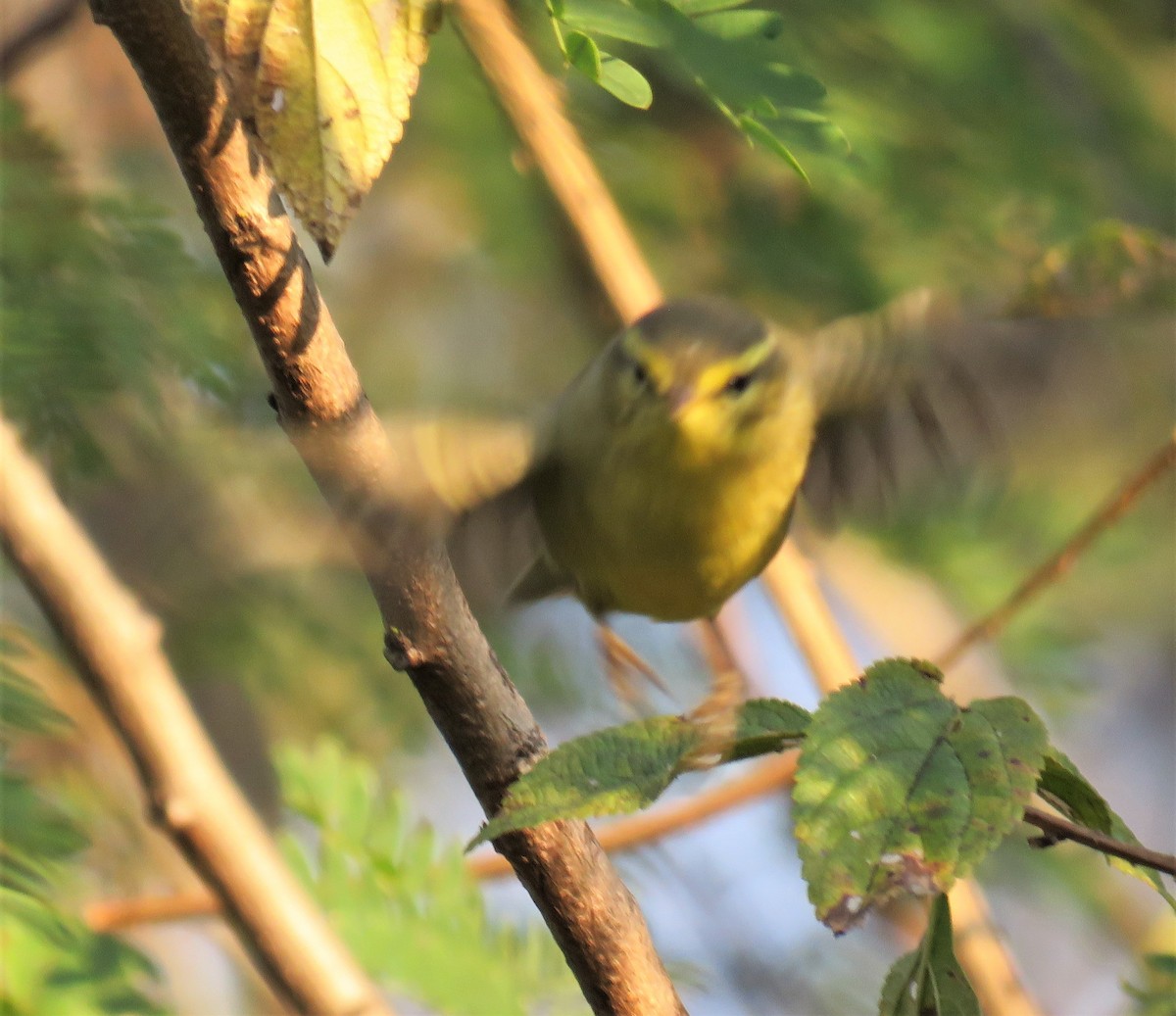 キバラムシクイ（affinis/perflavus） - ML418436501