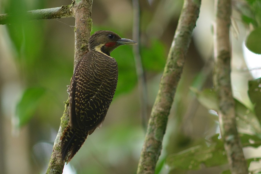 Buff-necked Woodpecker - Supaporn Teamwong