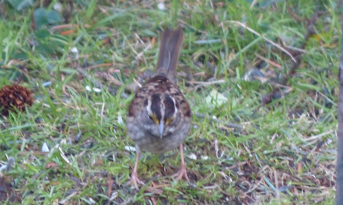 White-throated Sparrow - Deb Holland