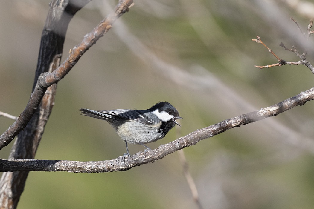 Coal Tit - ML418439971