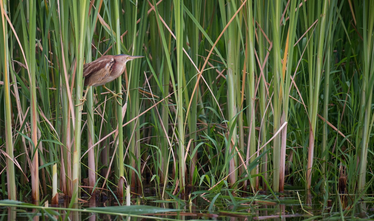 Yellow Bittern - ML41844091